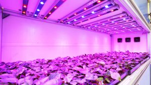 LED Bitki Yetiştirme Lambaları Hangi Renkte Işık Yayar?